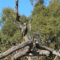 Egretta novaehollandiae at Farrer Ridge - 12 Apr 2024