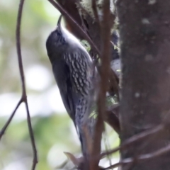 Cormobates leucophaea (White-throated Treecreeper) at Tidbinbilla Nature Reserve - 11 Apr 2024 by JimL