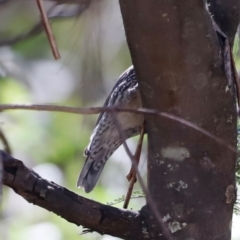 Cormobates leucophaea at Tidbinbilla Nature Reserve - 11 Apr 2024