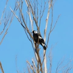 Gymnorhina tibicen (Australian Magpie) at Tidbinbilla Nature Reserve - 11 Apr 2024 by JimL