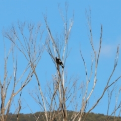 Gymnorhina tibicen at Tidbinbilla Nature Reserve - 11 Apr 2024