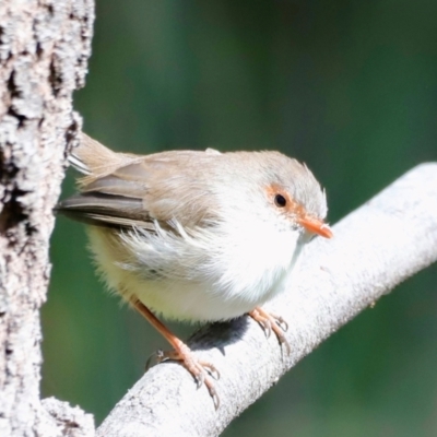 Malurus cyaneus (Superb Fairywren) at Kambah, ACT - 11 Apr 2024 by JimL