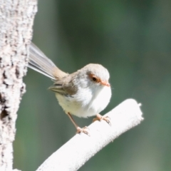 Malurus cyaneus at Tidbinbilla Nature Reserve - 11 Apr 2024