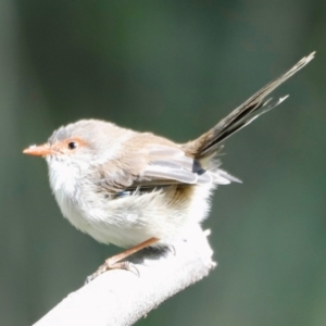 Malurus cyaneus at Tidbinbilla Nature Reserve - 11 Apr 2024