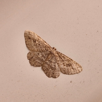 Ectropis excursaria (Common Bark Moth) at Sullivans Creek, Lyneham South - 12 Apr 2024 by trevorpreston