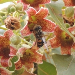 Eristalinus punctulatus (Golden Native Drone Fly) at Pollinator-friendly garden Conder - 23 Nov 2023 by MichaelBedingfield