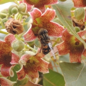 Eristalinus punctulatus at Pollinator-friendly garden Conder - 23 Nov 2023