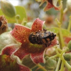 Eristalinus punctulatus at Pollinator-friendly garden Conder - 23 Nov 2023