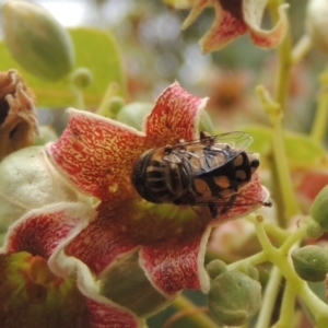 Eristalinus punctulatus at Pollinator-friendly garden Conder - 23 Nov 2023
