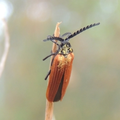 Porrostoma rhipidium (Long-nosed Lycid (Net-winged) beetle) at Conder, ACT - 27 Nov 2023 by michaelb
