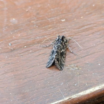 Ctenoplusia limbirena (Scar Bank Gem (Plusiinae)) at Hackett, ACT - 10 Apr 2024 by WalterEgo