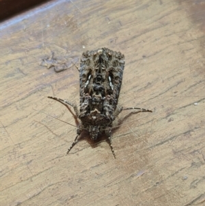 Ctenoplusia limbirena at Hackett, ACT - 10 Apr 2024 04:16 PM