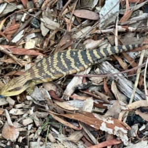 Tiliqua scincoides scincoides at Aranda, ACT - 11 Apr 2024