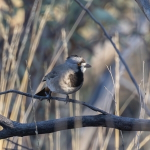 Oreoica gutturalis at Hattah - Kulkyne National Park - 8 Apr 2024