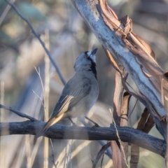 Oreoica gutturalis at Hattah - Kulkyne National Park - 8 Apr 2024