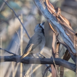 Oreoica gutturalis at Hattah - Kulkyne National Park - 8 Apr 2024