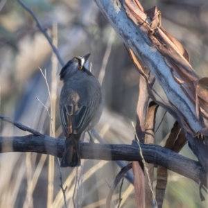 Oreoica gutturalis at Hattah - Kulkyne National Park - 8 Apr 2024