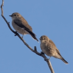 Microeca fascinans (Jacky Winter) at Hattah - Kulkyne National Park - 8 Apr 2024 by rawshorty