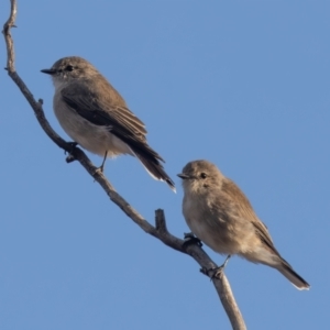 Microeca fascinans at Hattah - Kulkyne National Park - 8 Apr 2024 08:59 AM