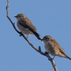 Microeca fascinans at Hattah - Kulkyne National Park - 8 Apr 2024 08:59 AM