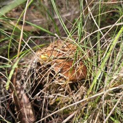 Suillus luteus (Slippery Jack) at Captains Flat, NSW - 12 Apr 2024 by Csteele4