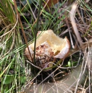 Suillus luteus at QPRC LGA - 12 Apr 2024