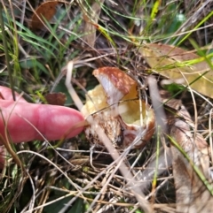 Suillus luteus at QPRC LGA - 12 Apr 2024 01:52 PM