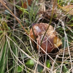 Suillus luteus at QPRC LGA - 12 Apr 2024 01:52 PM