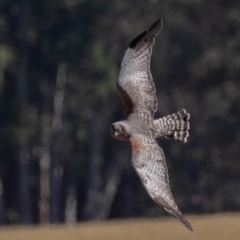Circus assimilis (Spotted Harrier) at Hay South, NSW - 9 Apr 2024 by rawshorty