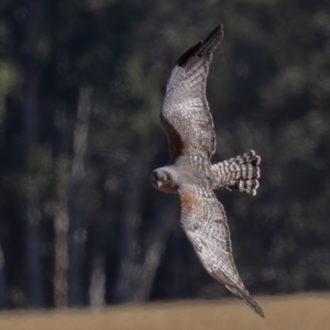 Circus assimilis (Spotted Harrier) at Hay South, NSW by rawshorty