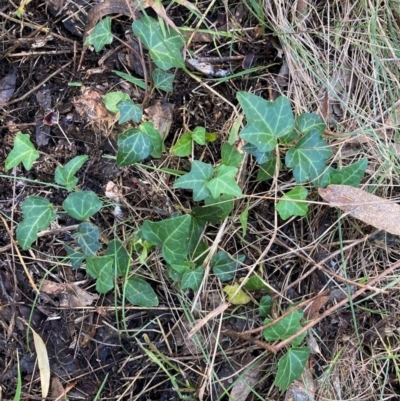 Hedera helix (Ivy) at Hackett, ACT - 11 Apr 2024 by waltraud