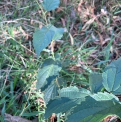 Celtis australis (Nettle Tree) at Hackett, ACT - 12 Apr 2024 by waltraud