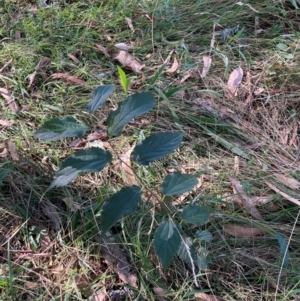 Celtis australis at Mount Majura - 12 Apr 2024