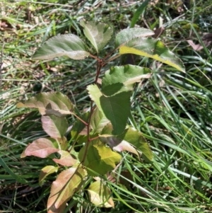 Pyrus calleryana at Mount Majura - 12 Apr 2024