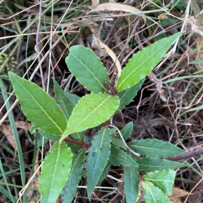 Laurus nobilis (Bay Tree) at Hackett, ACT - 12 Apr 2024 by waltraud