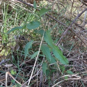 Celtis australis at Mount Majura - 12 Apr 2024