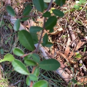 Pyracantha sp. at Mount Majura - 12 Apr 2024 10:21 AM