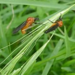 Unidentified Crane fly, midge, mosquito or gnat (several families) at Lyons, ACT - 26 Nov 2021 by ran452