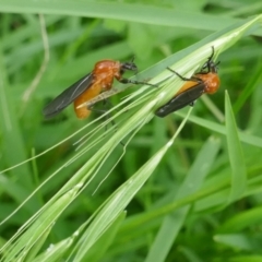 Unidentified True fly (Diptera) at Lyons, ACT - 26 Nov 2021 by ran452