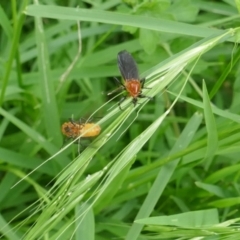 Bibio sp. (genus) at Lyons, ACT - 27 Nov 2021