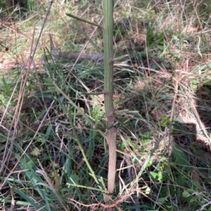 Exocarpos cupressiformis at Mount Majura - 12 Apr 2024 10:39 AM