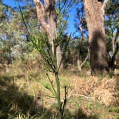 Exocarpos cupressiformis at Mount Majura - 12 Apr 2024 10:39 AM