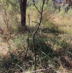 Exocarpos cupressiformis at Mount Majura - 12 Apr 2024 10:39 AM