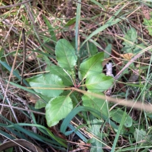 Pyrus calleryana at Mount Majura - 12 Apr 2024