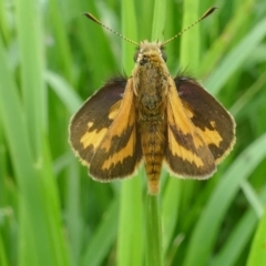 Ocybadistes walkeri (Green Grass-dart) at Lyons, ACT - 4 Dec 2021 by ran452