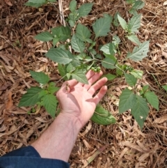 Solanum nigrum (Black Nightshade) at Lower Cotter Catchment - 12 Apr 2024 by Jackoserbatoio