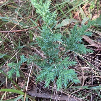 Juniperus communis (Juniper) at Hackett, ACT - 12 Apr 2024 by waltraud