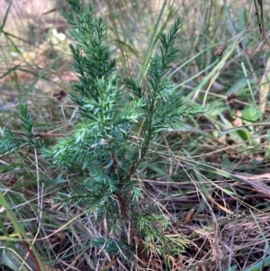 Juniperus communis at Mount Majura - 12 Apr 2024