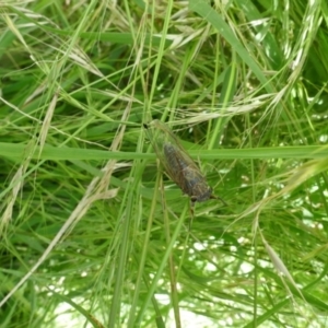 Galanga labeculata at Lyons, ACT - 9 Jan 2021