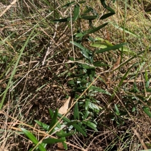Olea europaea subsp. cuspidata at Mount Majura - 12 Apr 2024
